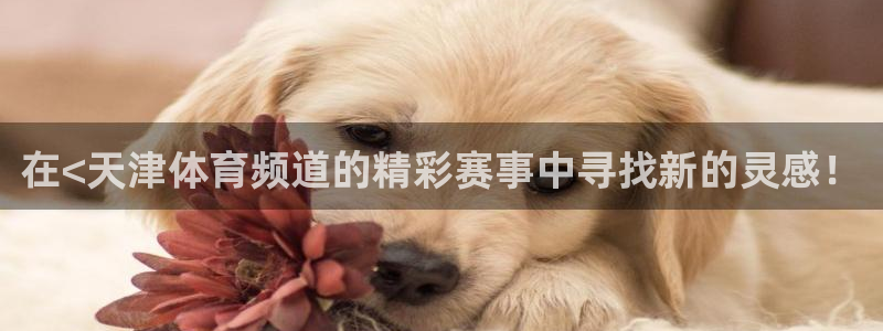 黑白体育直播直播：在<天津体育频道的精彩赛事中寻找新的灵感！