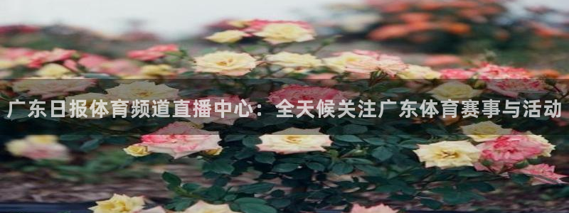 黑白体育在线直播免费：广东日报体育频道直播中心：全天候关注广东体育赛事与活动